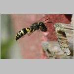 Ancistrocerus nigricornis - Lehmwespe 17b.jpg